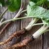Greater Burdock (Arctium lappa)