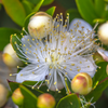 Greek Myrtle (Myrtus communis)