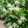 Greek Myrtle (Myrtus communis)