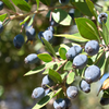 Greek Myrtle (Myrtus communis)