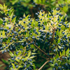 Greek Myrtle (Myrtus communis)