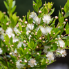 Greek Myrtle (Myrtus communis)