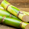 Sugar Cane 'Green'