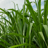 Sugar Cane 'Green'