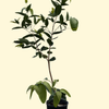 Wax Jambu, Green (Syzygium samarangense) – live tree – photo 3