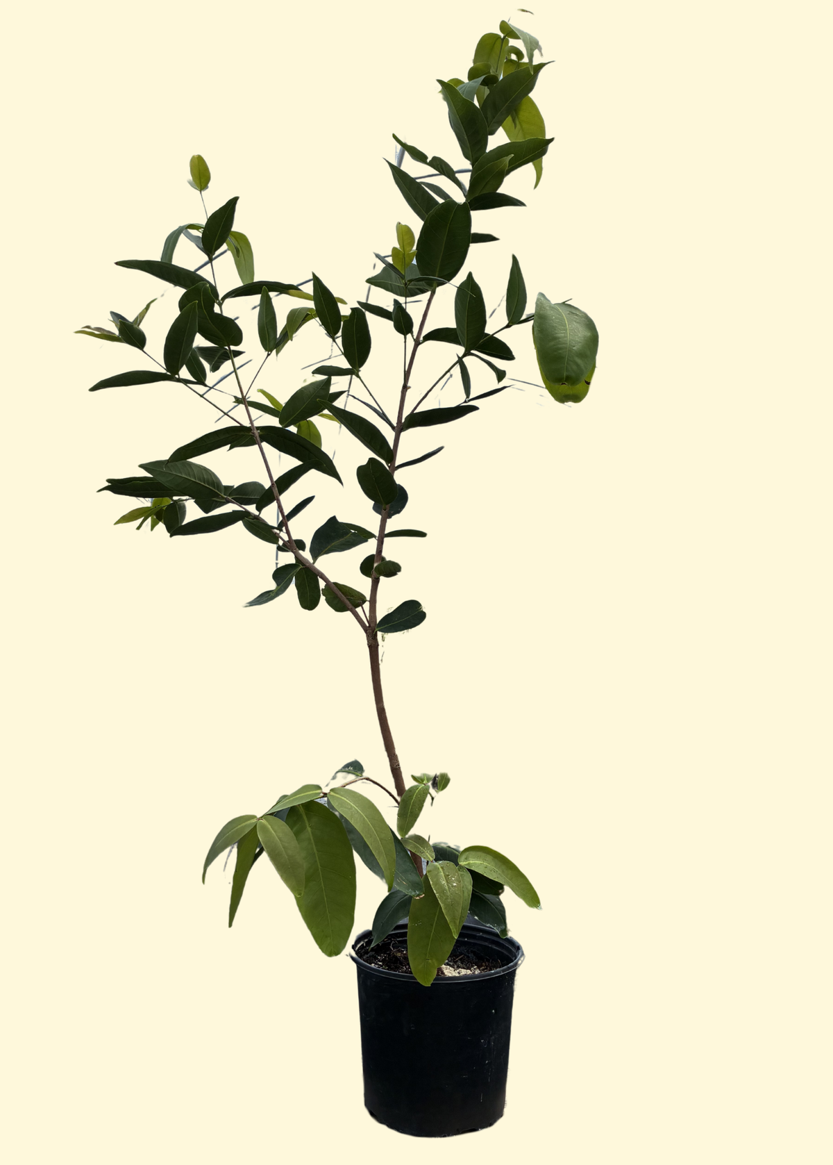 Wax Jambu, Green (Syzygium samarangense) – live tree – photo 3