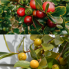 Guava Bundle: Strawberry Guava & Lemon Guava