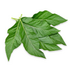 Bitter Leaf Tree (Gymnanthemum extensum)
