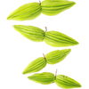 Bitter Leaf Tree (Gymnanthemum extensum)