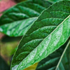 Bitter Leaf Tree (Gymnanthemum extensum)