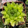 Haworthia Cooperi