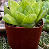 Haworthia Cymbiformis Var Obtusa