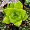 Haworthia Cymbiformis Var Obtusa