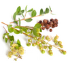 Henna (Lawsonia inermis)
