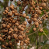 Henna (Lawsonia inermis)