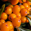 100 SEABERRY Sea Buckthorn Elaeagnus Hippophae Rhamnoides Orange Berry Fruit Shrub Yellow Flower Silver Foliage Seeds