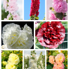 50 Dwarf Double HOLLYHOCK MAJORETTE MIX Alcea Rosea Red Pink White Maroon Yellow Mixed Color Flower Seeds