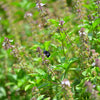 Tulsi 'Rama' (Ocimum sanctum)