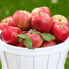 Honeycrisp™ Apple Tree