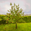 Apple Orchard