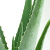Aloe Vera Plant