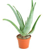 Aloe Vera Plant