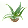 Aloe Vera Plant