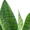 Sansevieria Zeylanica 'Bowstring'