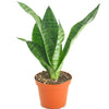 Sansevieria Zeylanica 'Bowstring'