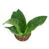 Sansevieria Zeylanica 'Bowstring'