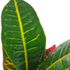 Codiaeum variegatum 'Petra'