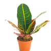 Codiaeum variegatum 'Petra'