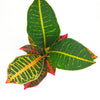 Codiaeum variegatum 'Petra'