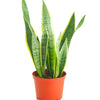 Sansevieria Laurentii 'Snake Plant'