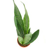 Sansevieria Zeylanica 'Bowstring'