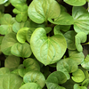 Giâp Cá, Fish Mint (Houttuynia cordata)