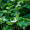 Giâp Cá, Fish Mint (Houttuynia cordata)