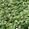 Giâp Cá, Fish Mint (Houttuynia cordata)