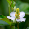 Giâp Cá, Fish Mint (Houttuynia cordata)