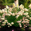 Dragon Baby™ Hardy Hydrangea