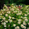 Toy Soldier™ Oakleaf Hydrangea