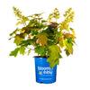 Toy Soldier™ Oakleaf Hydrangea