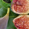 Celeste Fig