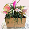 Pink Plant Mystery Bundle Box - 3 Pink Plants