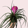 Pink Plant Mystery Bundle Box - 3 Pink Plants
