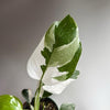 Philodendron White Princess