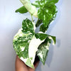 Syngonium Albo