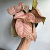 Syngonium Neon Pink