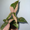 Syngonium Pink Splash