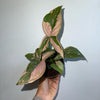 Syngonium Pink Splash